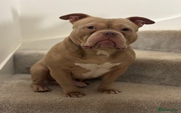 American Bully dogs for stud:  PROVEN💯Pocket/Micro American Bully🦍KUJO - Stud - Image 5