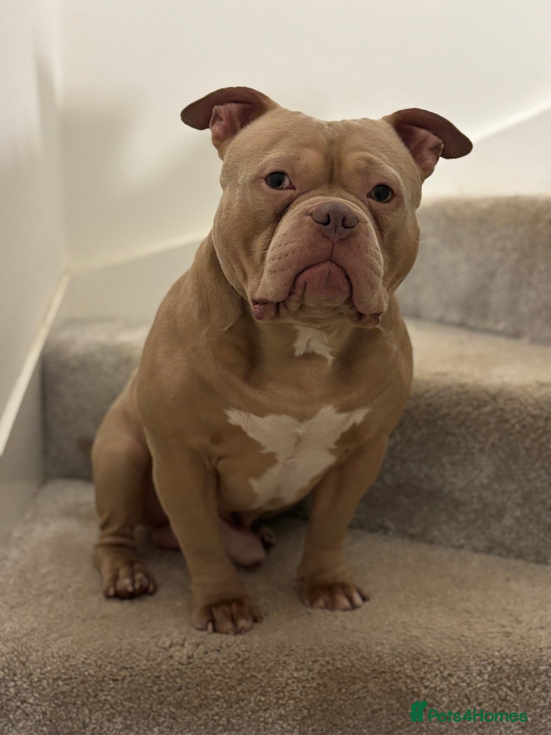 American Bully dogs for stud:  PROVEN💯Pocket/Micro American Bully🦍KUJO - Stud - Image 5