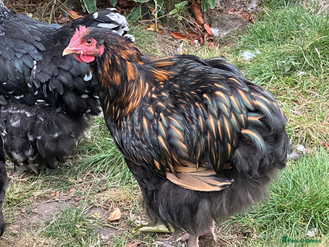 Chickens poultry for sale: Orpington chickens available  - Image 11