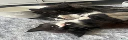 Maine Coon cats for sale: Maine Coon Kittens  - Advert 4