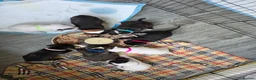 Staffordshire Bull Terrier dogs for sale: Staff puppies in Bristol - Advert 15