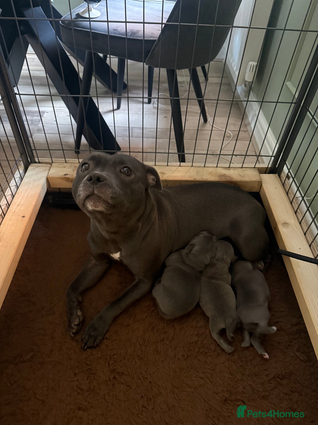 Staffordshire Bull Terrier dogs for sale: 🏆Blue staffordshire puppies ⭐️Ready  **  Eve - Advert 6