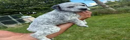 Australian Cattle Dog dogs for sale: Discover the Joy of Owning an Australian Cattles in Birmingham - Advert 6