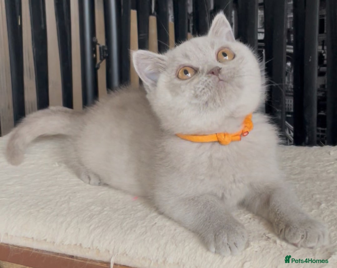 British Shorthair cats for sale: Beautiful BSH kittens  - Image 9