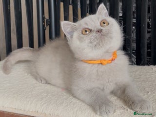 British Shorthair cats - Advert 2