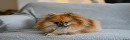 Pomeranian dogs for sale: Gorgeous small Pomeranian puppies 🐻 - Advert 13