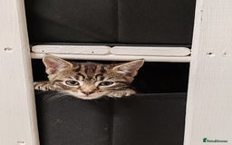 Mixed Breed cats for sale: Ch417dp  - Image 10