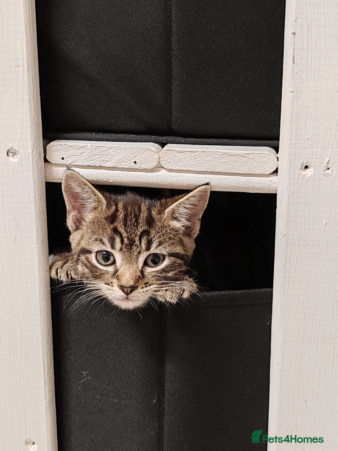 Mixed Breed cats for sale: Ch417dp  - Image 10