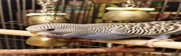 Budgerigars birds for sale: Beautiful baby budgies  - Advert 4