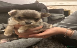 Chihuahua dogs for sale: Adorable chihuahuas  - Advert 2