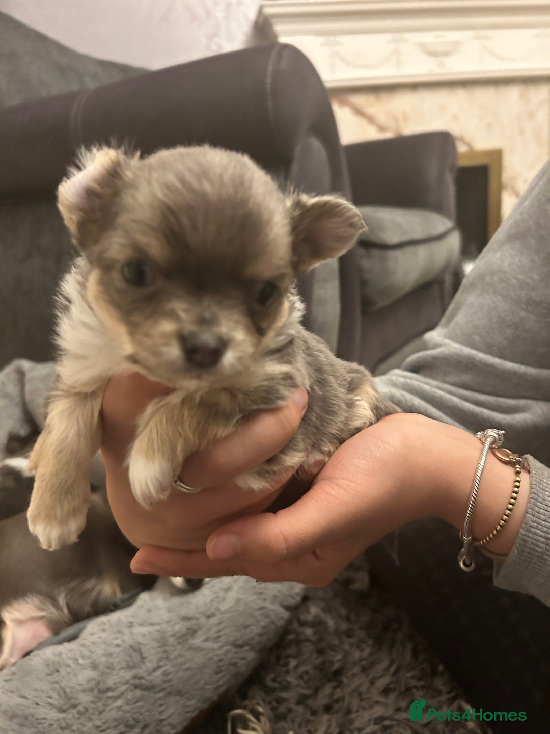 Chihuahua dogs for sale: Adorable chihuahuas  - Advert 2