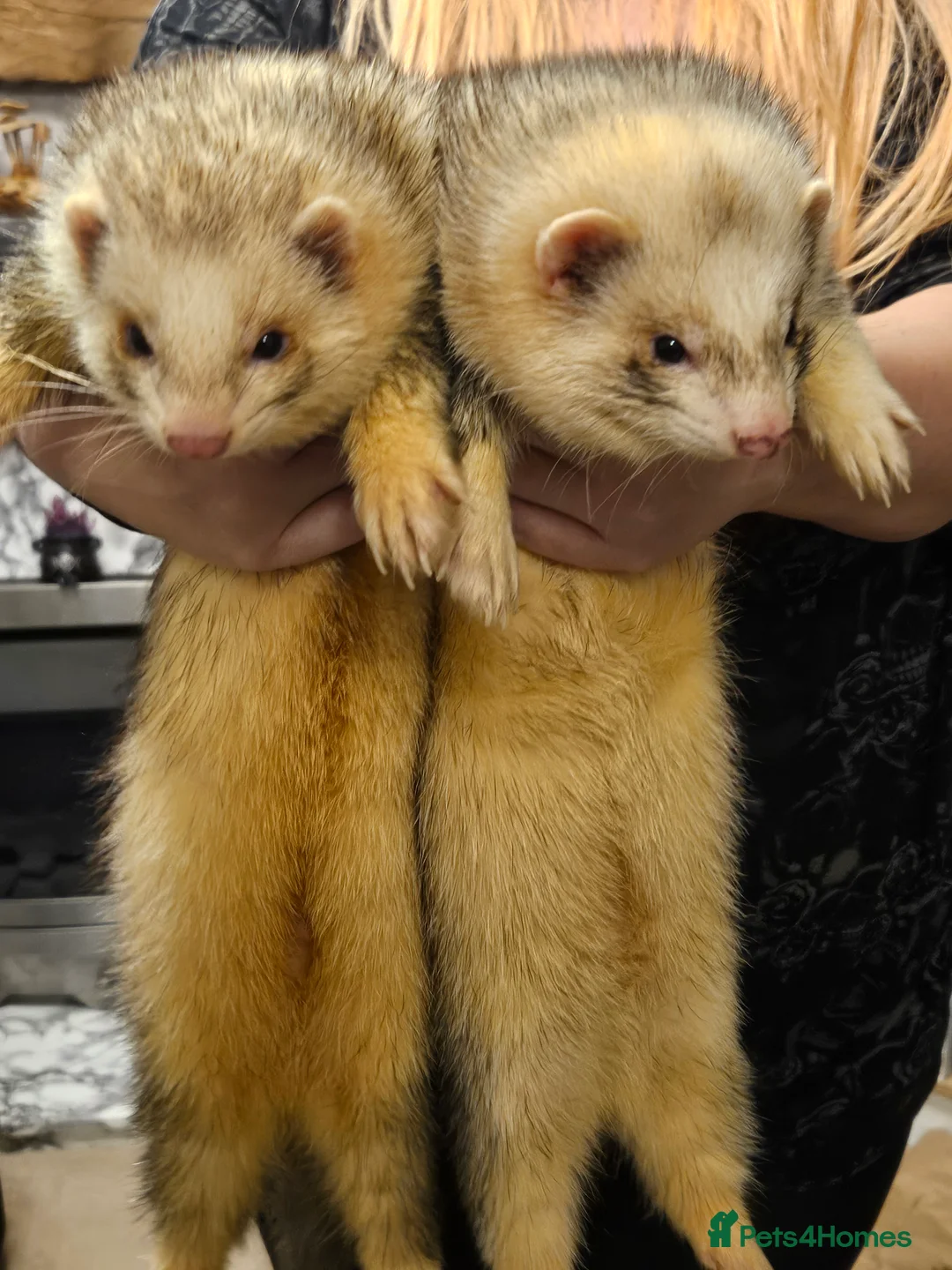 Ferret rodents for sale: Pair of intact male ferrets - 2 young Hobs - Advert 1