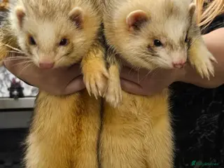 Ferret rodents Pair of intact male ferrets - 2 young Hobs - Advert 2
