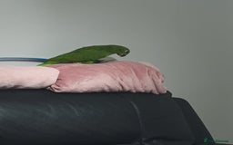Parrots birds for sale: Amazon parrot for sale  - Image 19