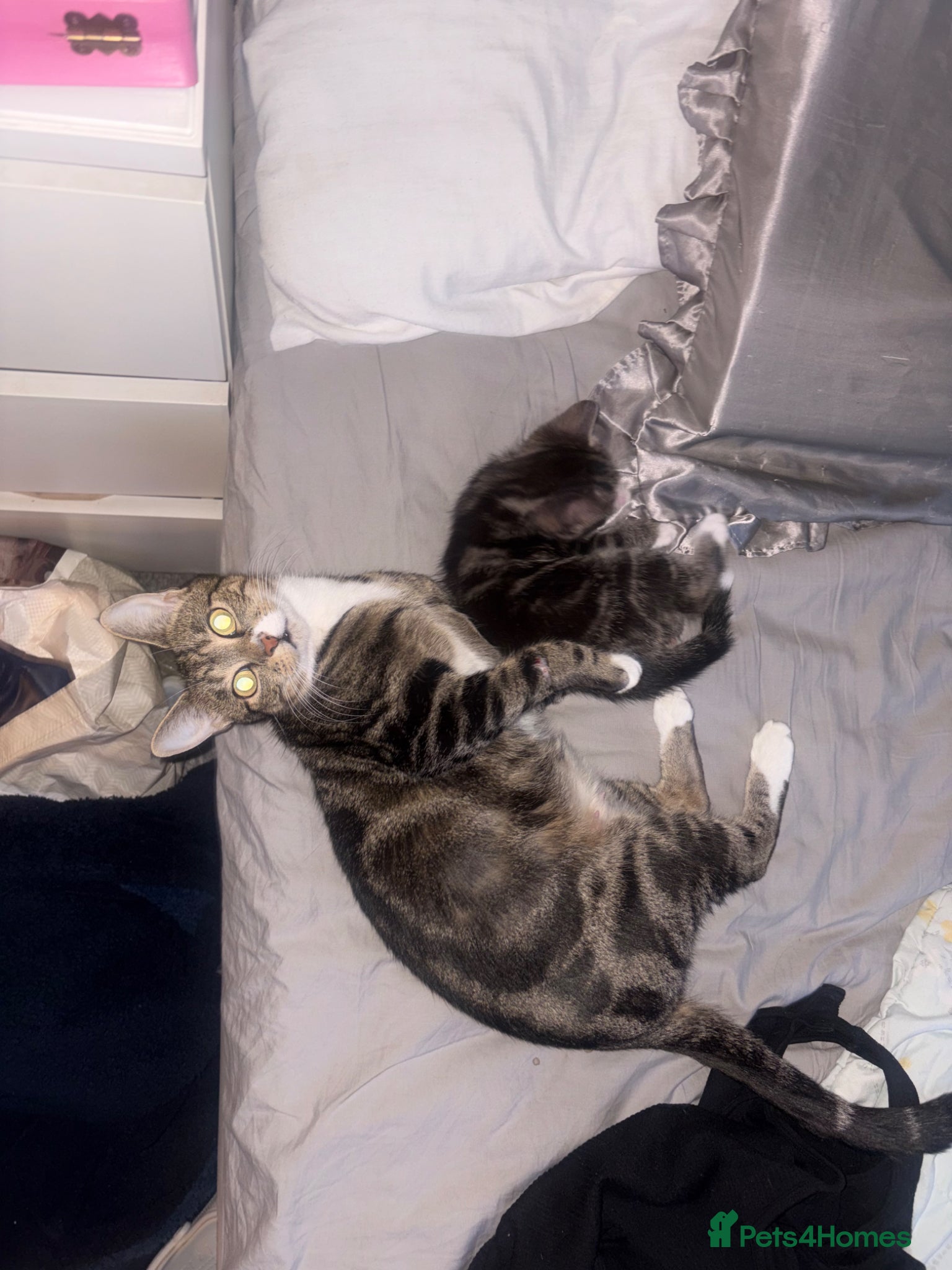 Mixed Breed cats One beautiful tabby boy for sale - Advert 1