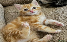 Mixed Breed cats for sale: GORGEOUS KITTENS  - Advert 12