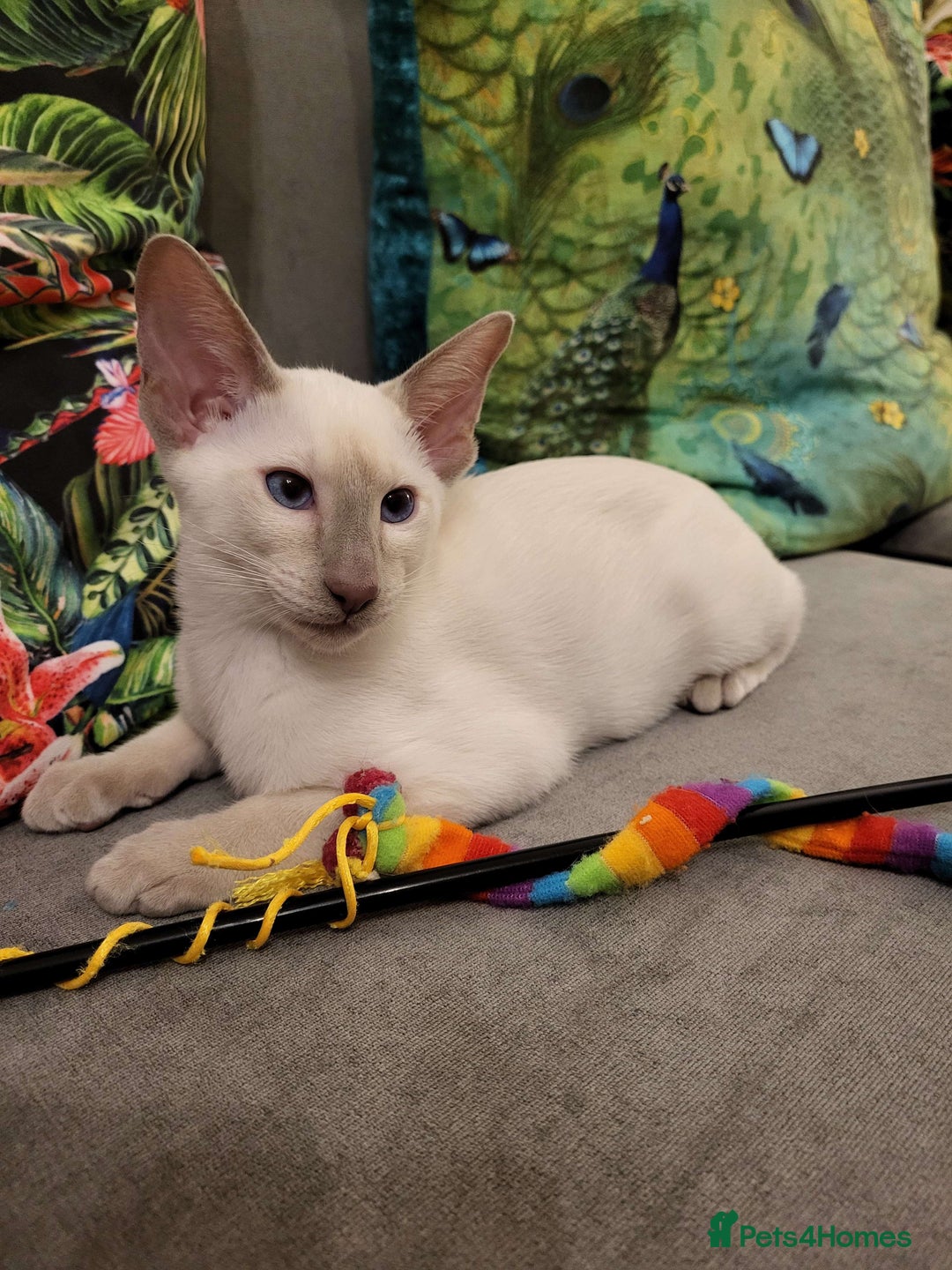 Siamese cats for sale: 2 GCCF Siamese Kittens Available - Advert 1