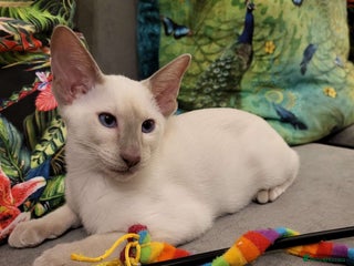 Siamese cats 2 GCCF Siamese Kittens Available - Advert 4