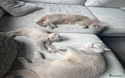 British Shorthair cats for sale: Lilic GCCF registered active champion lines  - Image 5