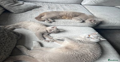 British Shorthair cats - Advert 7