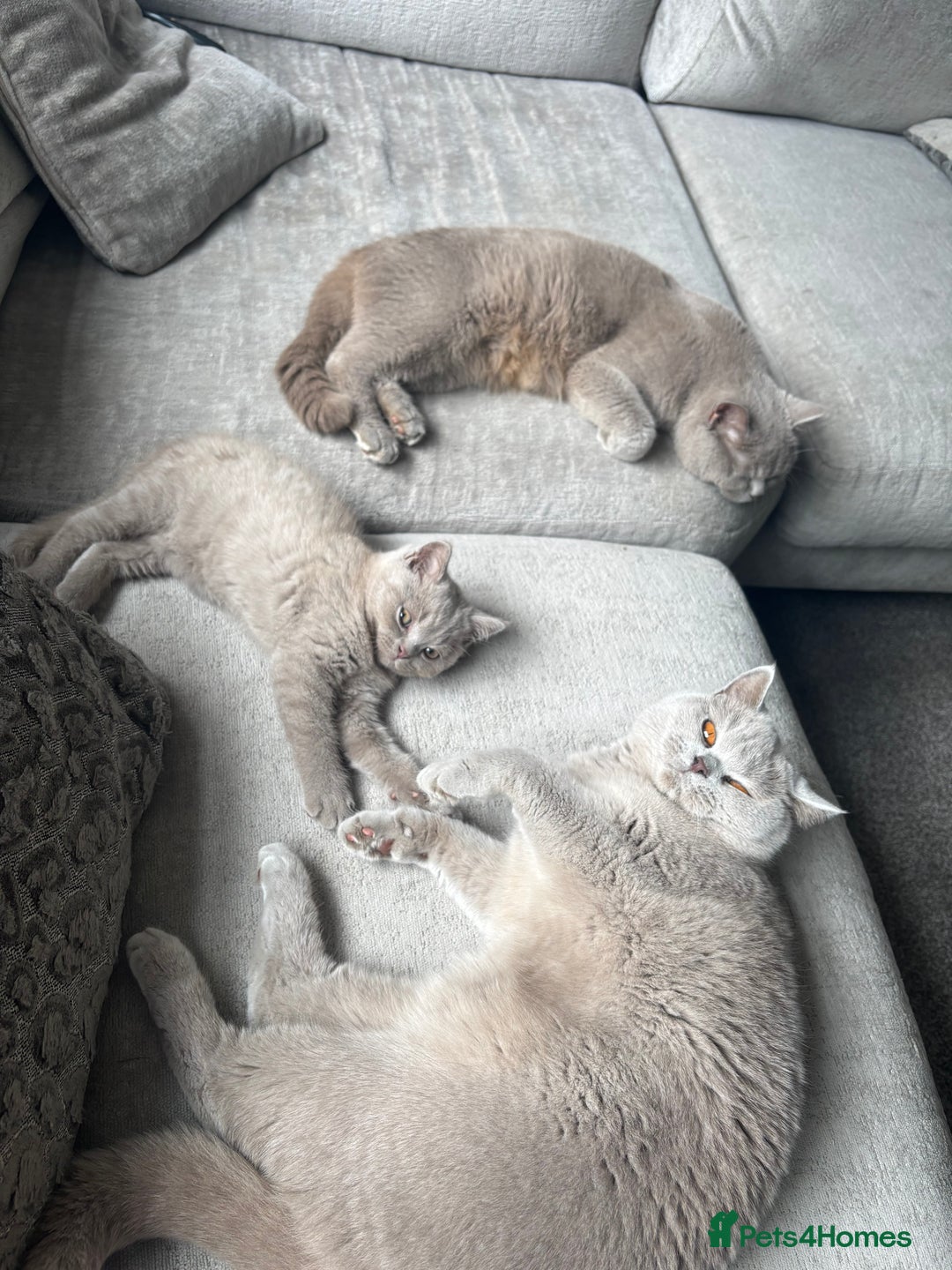 British Shorthair cats for sale: Lilic GCCF registered active champion lines  - Image 5