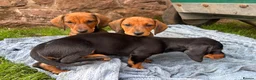 Dachshund dogs for sale: Stunning KC Registered Standard Dachshunds  - Advert 8