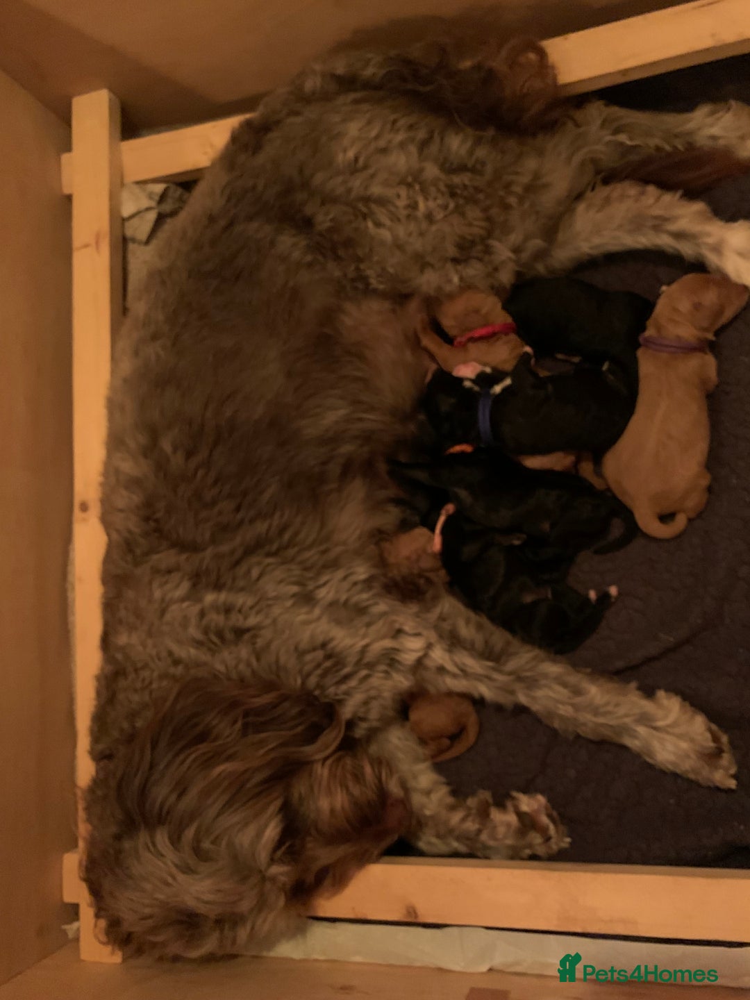 Labradoodle dogs for sale: F1b Miniature Labradoodle Puppies  - Image 8