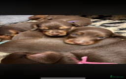 Miniature Dachshund dogs for sale: Beautiful long haired chocolate dachshunds  - Image 8
