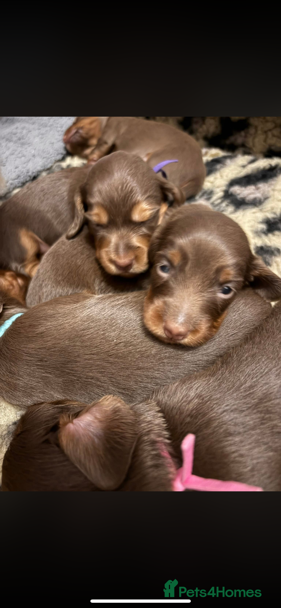 Miniature Dachshund dogs for sale: Beautiful long haired chocolate dachshunds  - Image 8