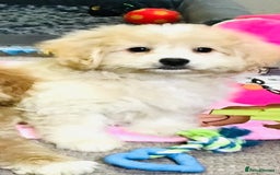 Cavapoo dogs for sale: 🩷🎀 FABULOUS F1b SMALL SIZE CAVAPOO GIRL 🎀🩷 - Image 1