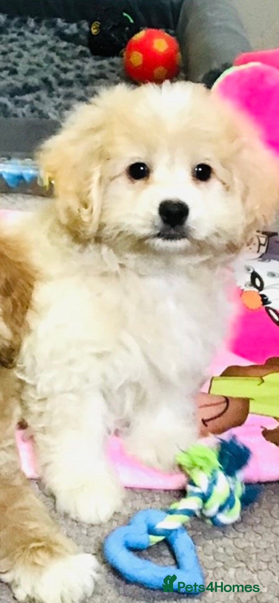 Cavapoo dogs for sale: 🩷🎀 FABULOUS F1b SMALL SIZE CAVAPOO GIRL 🎀🩷 - Image 1
