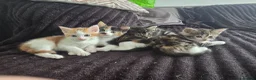 Mixed Breed cats for sale: Kittens for sale in Blackburn - Advert 1