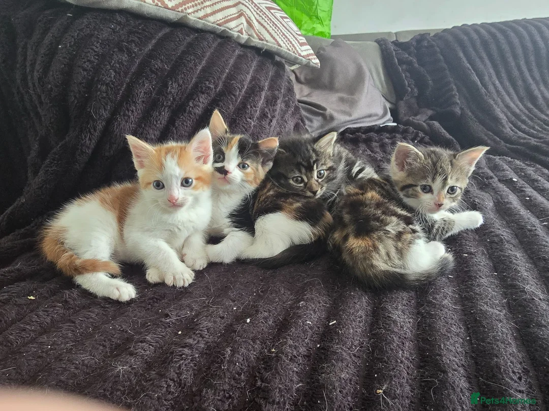 Mixed Breed cats for sale: Kittens for sale in Blackburn - Advert 1