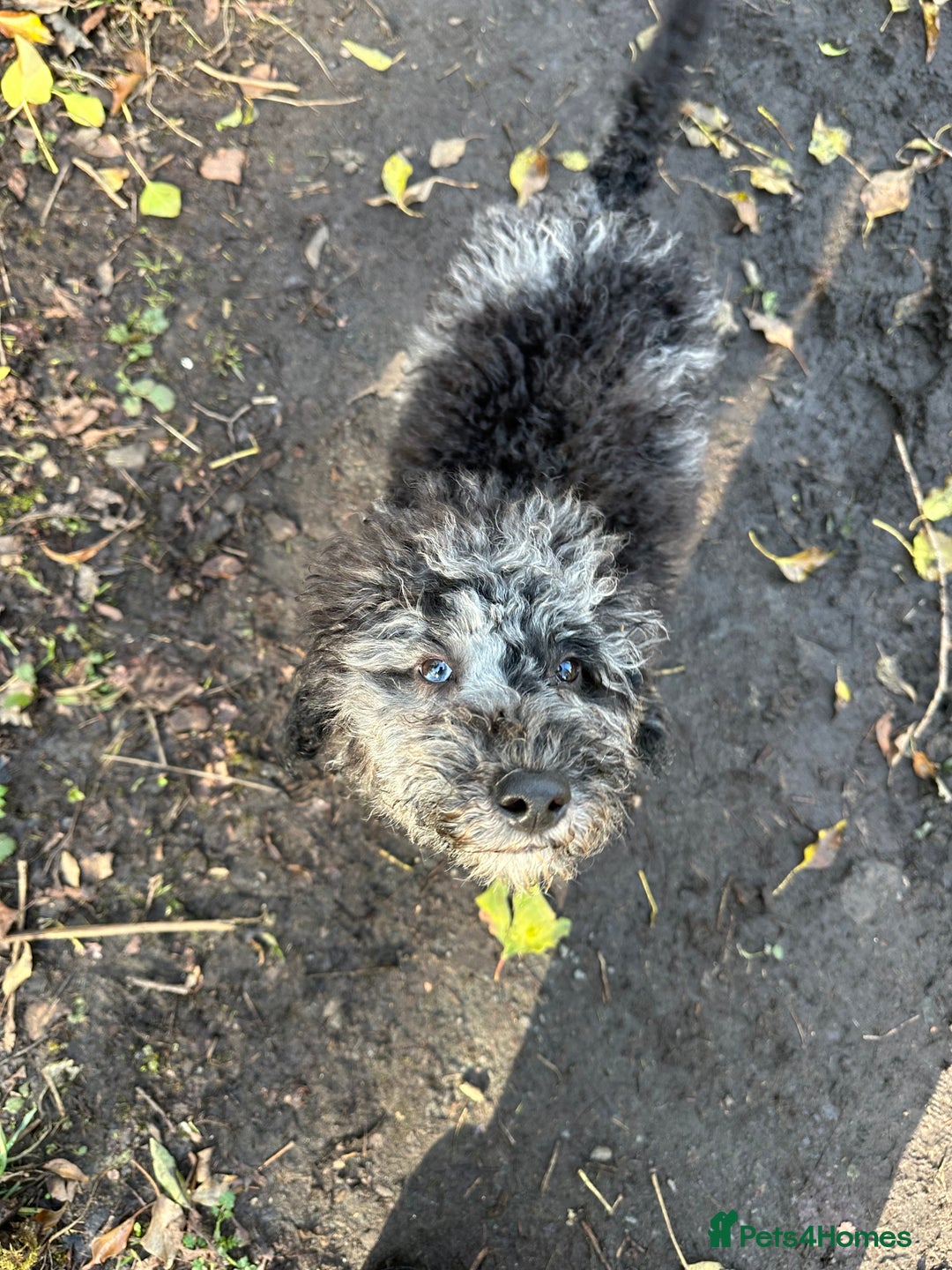 Miniature Poodle dogs for stud: Miniature Merle Poodle STUD  - Image 16