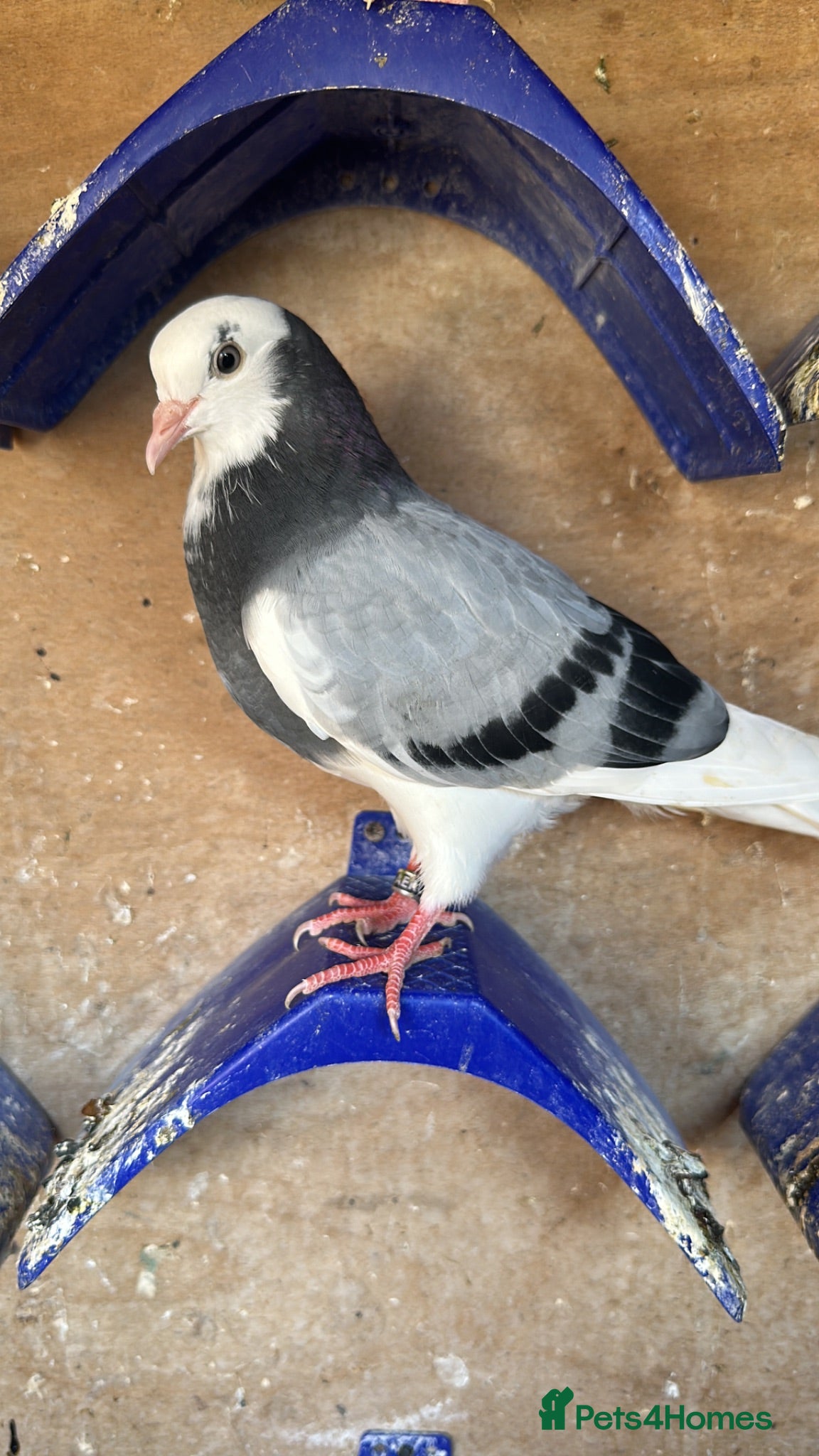 Pigeons birds Quality pigeons for sale  - Advert 10