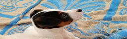 Jack Russell dogs for sale: Jack russell puppies ready now  in Badminton - Advert 11