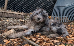Australian Labradoodle dogs for sale: Ready Now !  Miniature Australian Labradoodles - Image 1