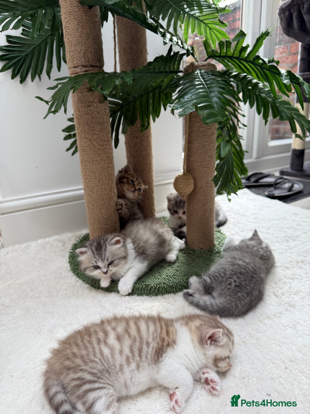 British Longhair cats for sale: Scottish Straights Longhair and Shorthair - Image 3