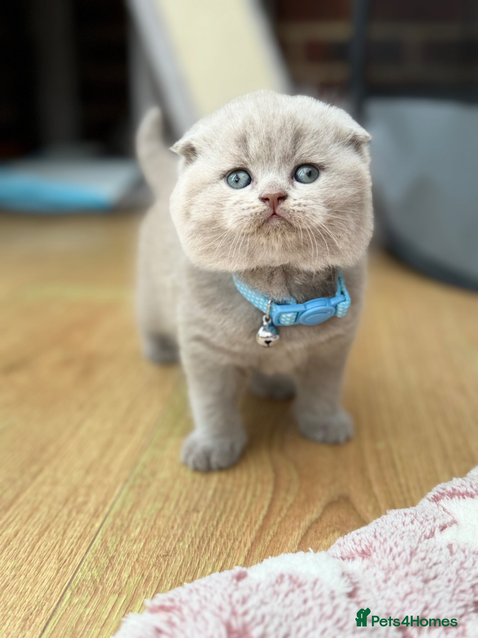 Scottish Fold cats Scottish fold/straight  - Advert 2