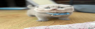 Scottish Fold Kitten 1