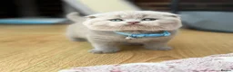 Scottish Fold cats for sale: Last Scottish lillac girl  - Advert 26