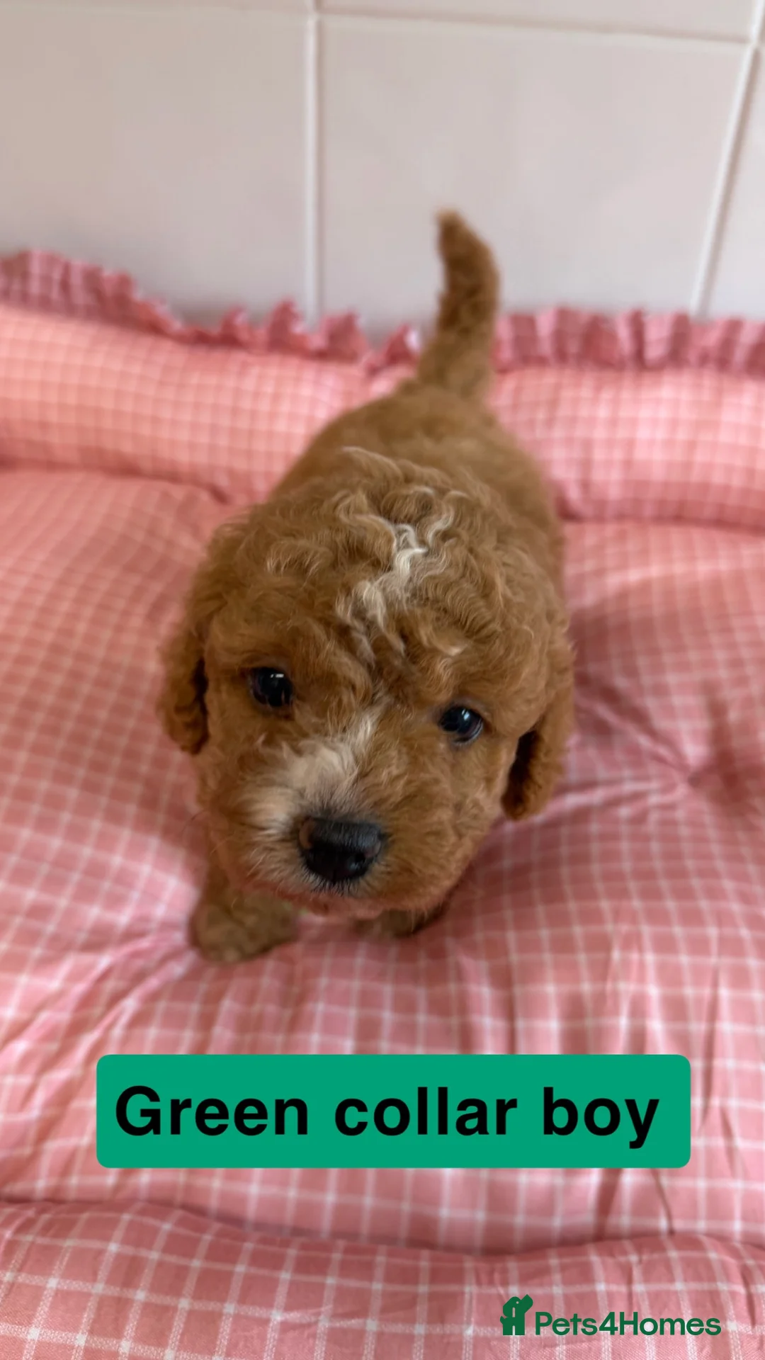 Cavapoochon dogs for sale: 🐾 8 Beautiful Cavapoochon Puppies - Advert 2