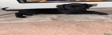 Mixed Breed Puppy 7