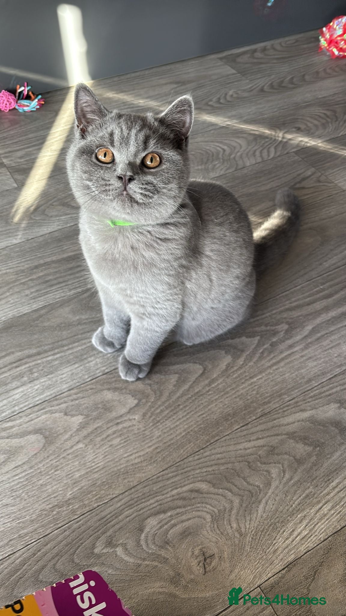 British Shorthair cats 🧸2 Remaining Chunky British Shorthair Kittens🧸 - Advert 1