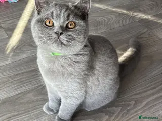 British Shorthair cats 🧸2 Remaining Chunky British Shorthair Kittens🧸 - Advert 1