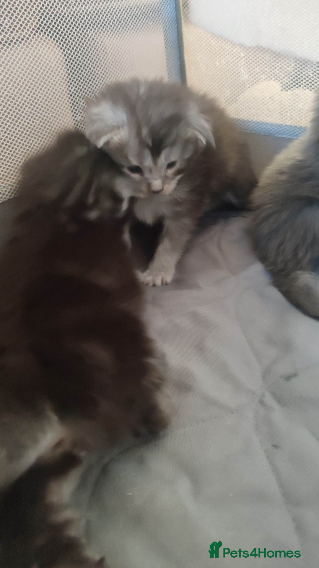 Maine Coon cats for sale: Tica Reg and fully health tested - Advert 28