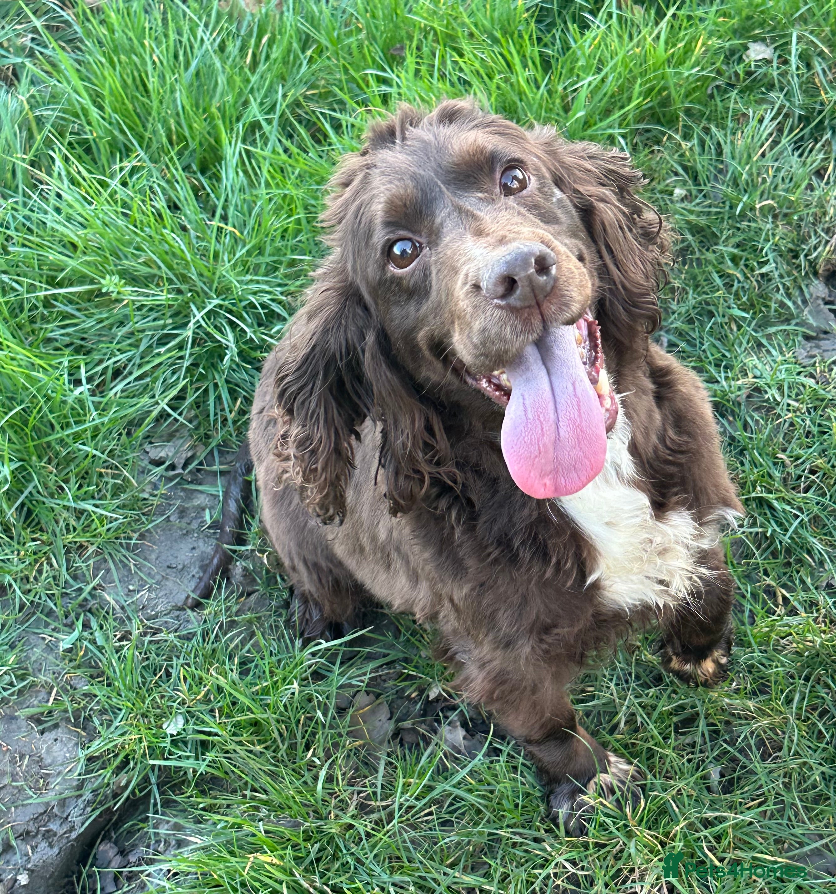 Cocker Spaniel dogs Eevee cockerspaniel  - Advert 2