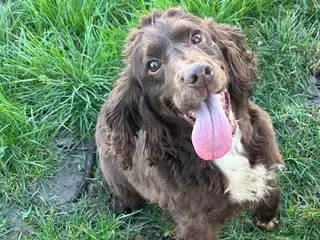 Cocker Spaniel dogs Eevee cockerspaniel - Advert 1