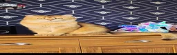 Scottish Fold cats for sale: Exceptional Scottish fold and Straight kittens - Advert 14