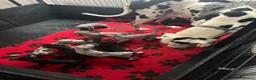 Great Dane dogs for sale: High Quality Great Dane Puppies - Advert 22